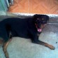 Rottweiler
7 años
Macho
Villahermosa, Tabasco. México